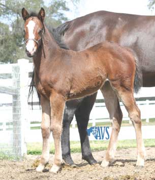 CARING FOR THE NEWBORN FOAL