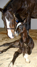 CARE OF THE NEW BORN FOAL