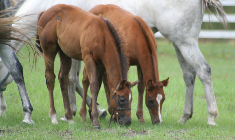 CARE OF THE NEWBORN FOAL