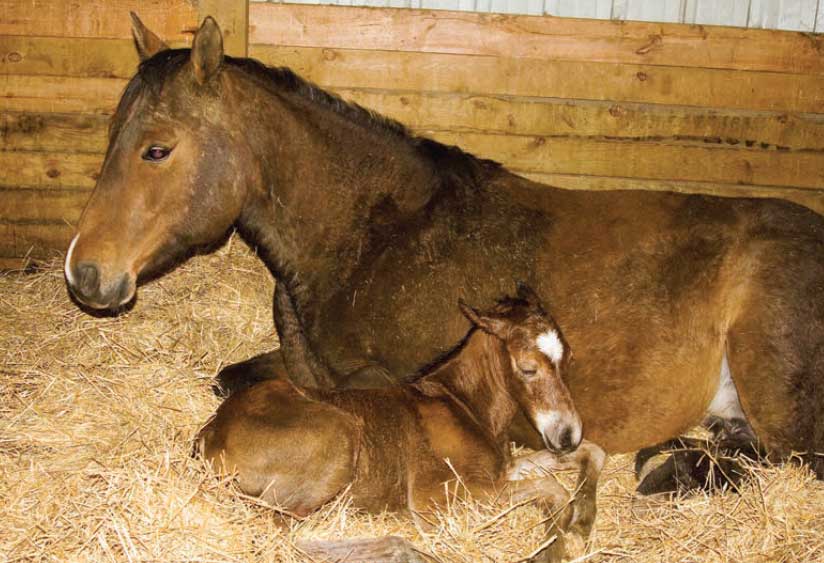 FOAL SEPTICEMIA