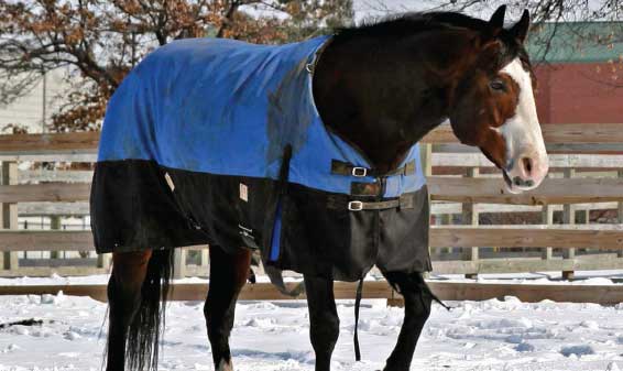 GETTING YOUR HORSE READY FOR WINTER