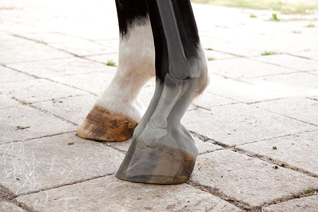 Computer Assisted Hoof Balancing