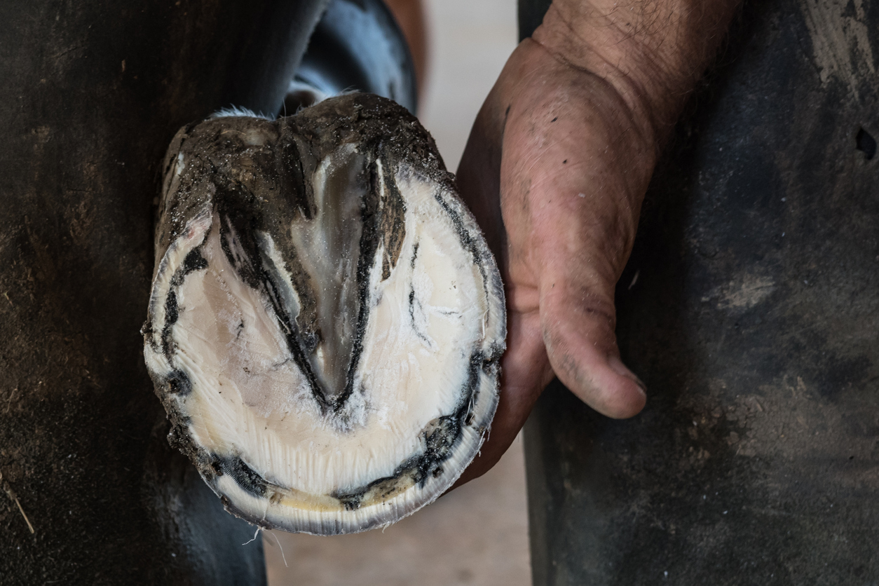 Hoof Abscess Diagnosis and Care - MacKinnon Products