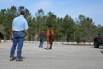 Lameness & Sport Medicine