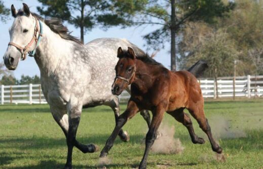 METHODS AND EFFECTS OF WEANING