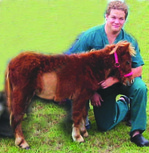 A 6 MONTH OLD MINIATURE HORSE UNDERGOES COLIC SURGERY.