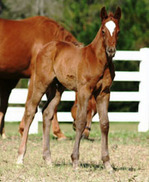 PREPARATION FOR FOALING