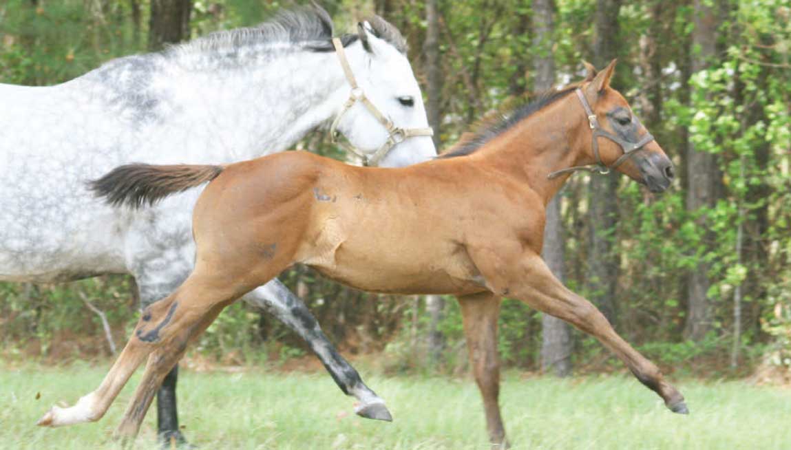 RAISING HEALTHY FOALS