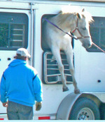 IS IT SAFE TO LEAVE YOUR HORSE IN A TRAILER?